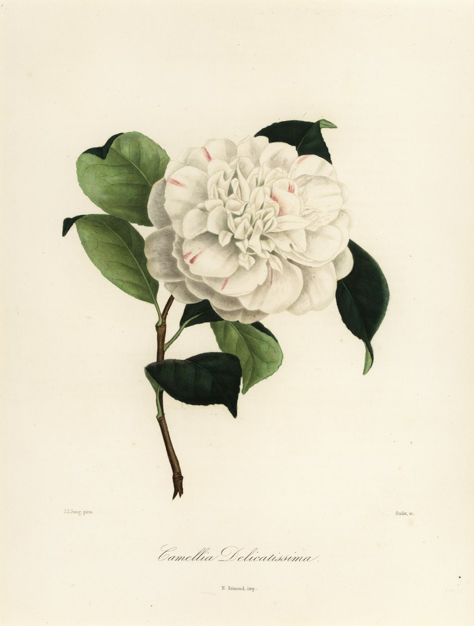 Camellia japonica -lajike, Camellia delicatissima tekijältä Jakob (after) Jung