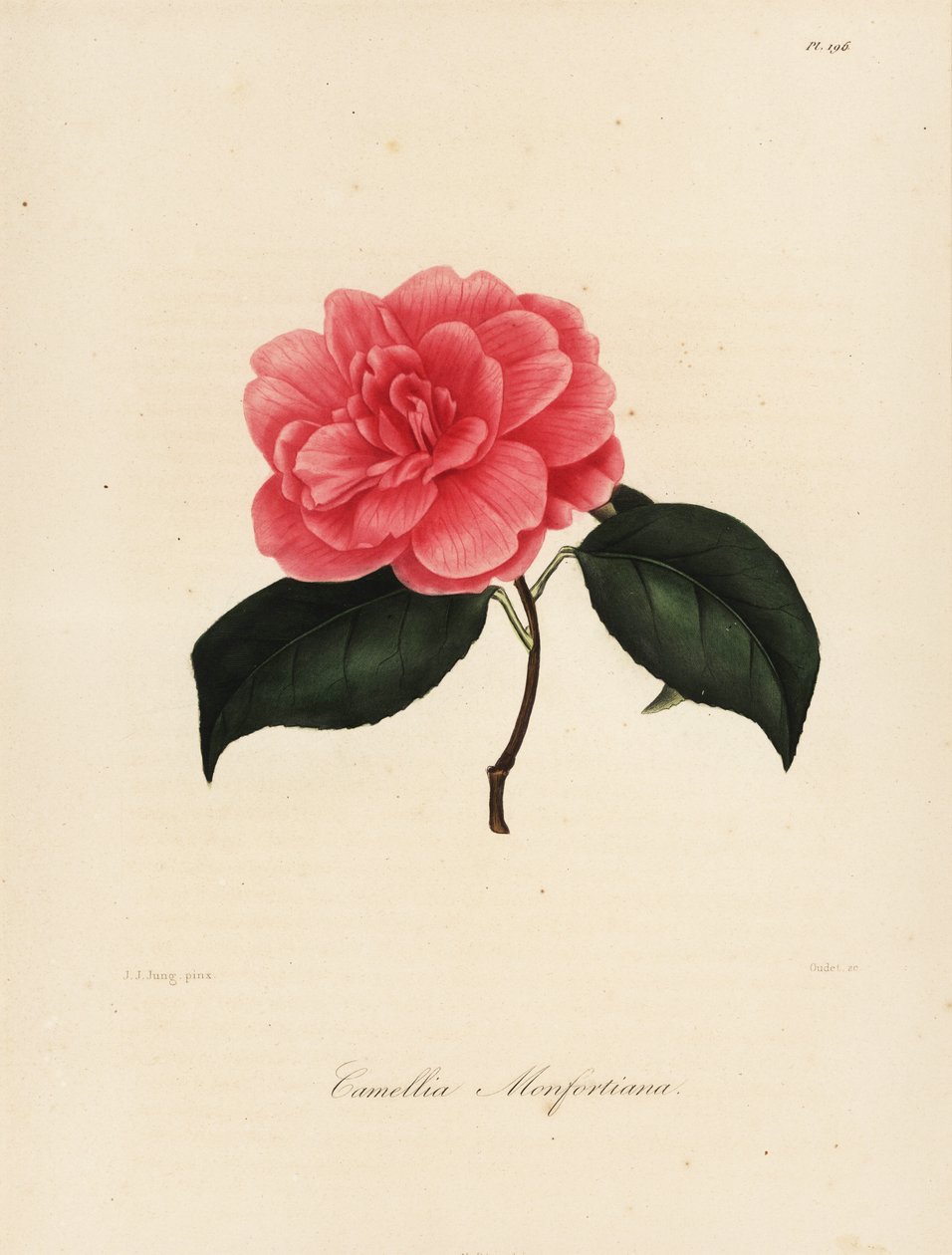 Camellia japonica -lajike, Camellia monfortiana tekijältä Jakob (after) Jung