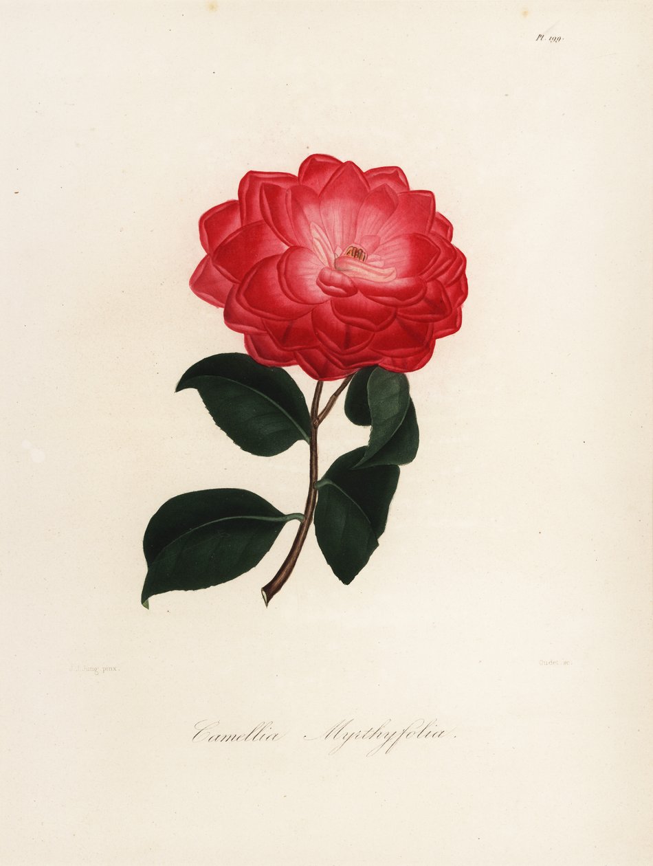 Camellia japonica -lajike, Camellia myrthyfolia tekijältä Jakob (after) Jung