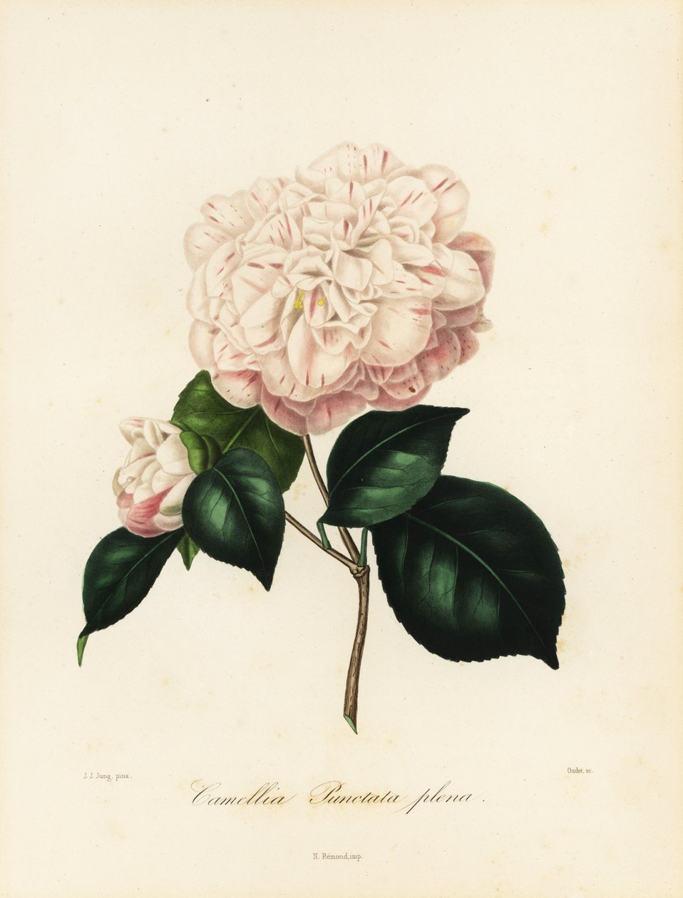 Camellia japonica -lajike, Camellia punctata plena tekijältä Jakob (after) Jung