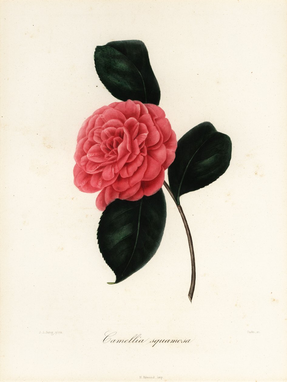 Camellia japonica -lajike, Camellia squamosa tai Camellia squammosa tekijältä Jakob (after) Jung