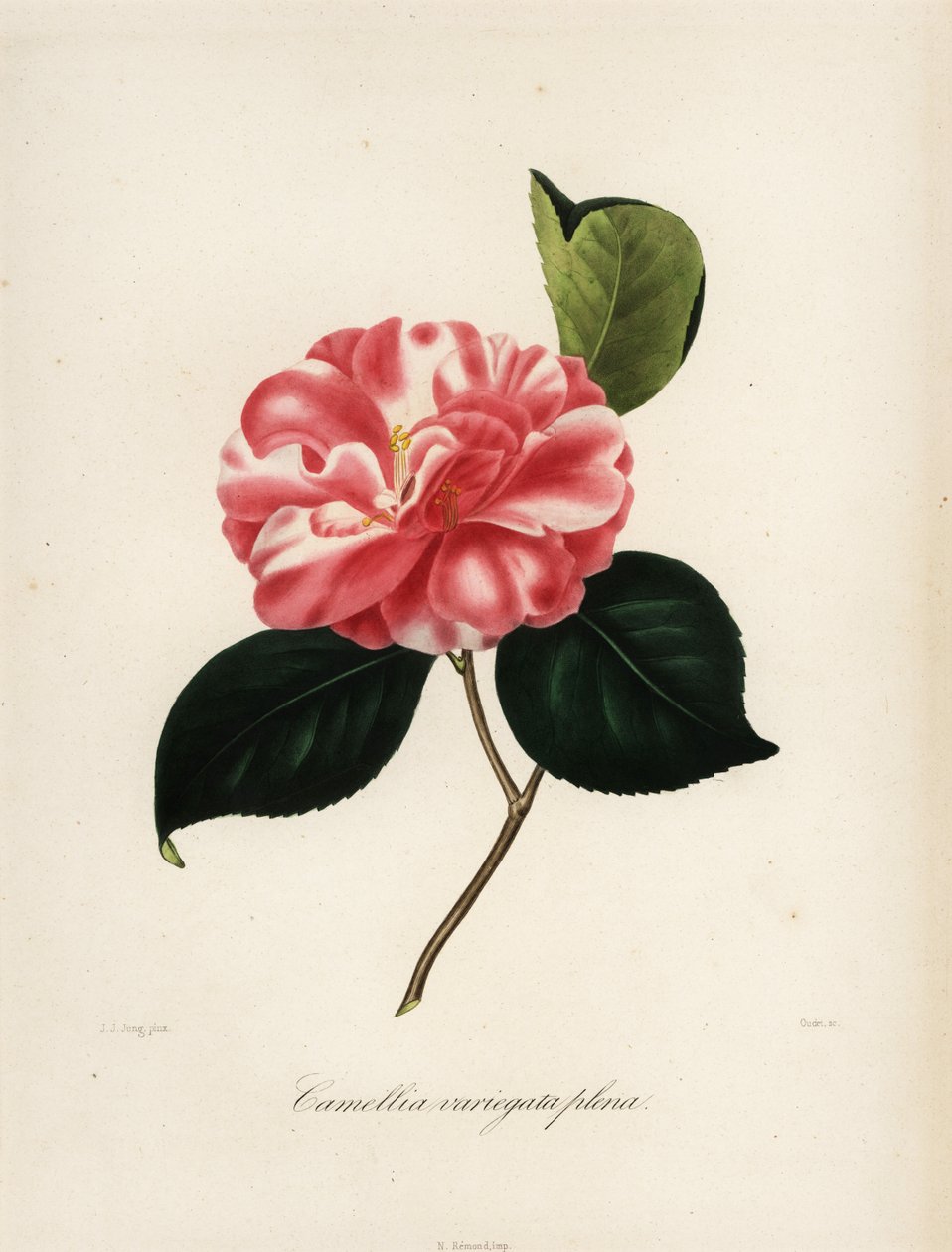 Camellia japonica -lajike, Camellia variegata plena tekijältä Jakob (after) Jung