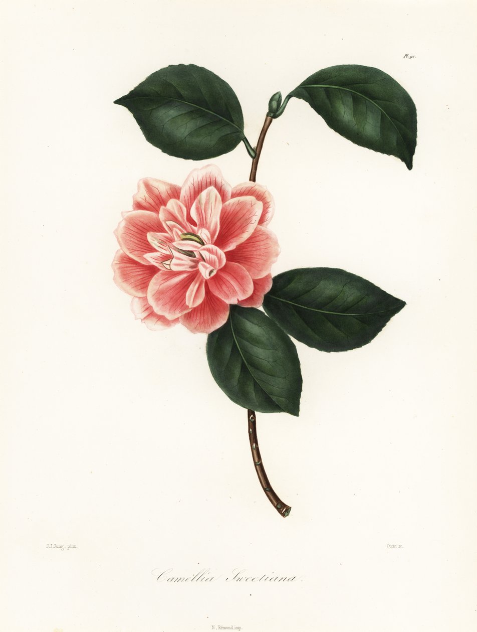 Sweetin maalattu kukkakamelia, Camellia japonica -lajike, Camellia sweetiana tekijältä Jakob (after) Jung