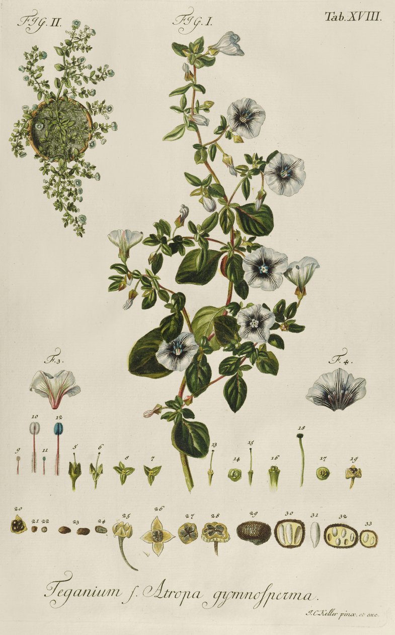 Convolvulus: Teganius f. Atropa gymnosperma "Rare Plantsista" tekijältä Jakob Christoph Keller