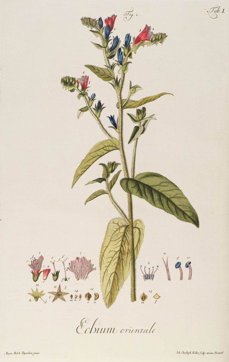 Echium: Orientale teoksesta "Plant Icons", n.1763 (kaiverrus) tekijältä Jakob Christoph Keller