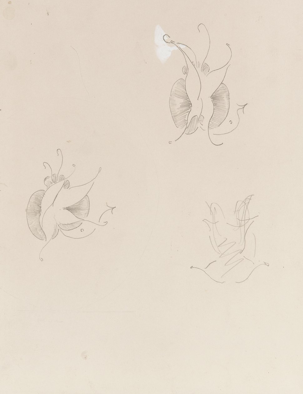 Kaksi Whistler-perhosta ja tuhoutunut luonnos, n. 1890 (kynä ja kiinalainen valkoinen paperilla) tekijältä James Abbott McNeill Whistler