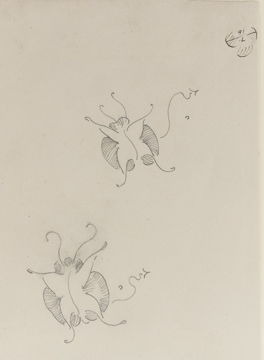 Kaksi Whistler-perhosta, n. 1890 tekijältä James Abbott McNeill Whistler