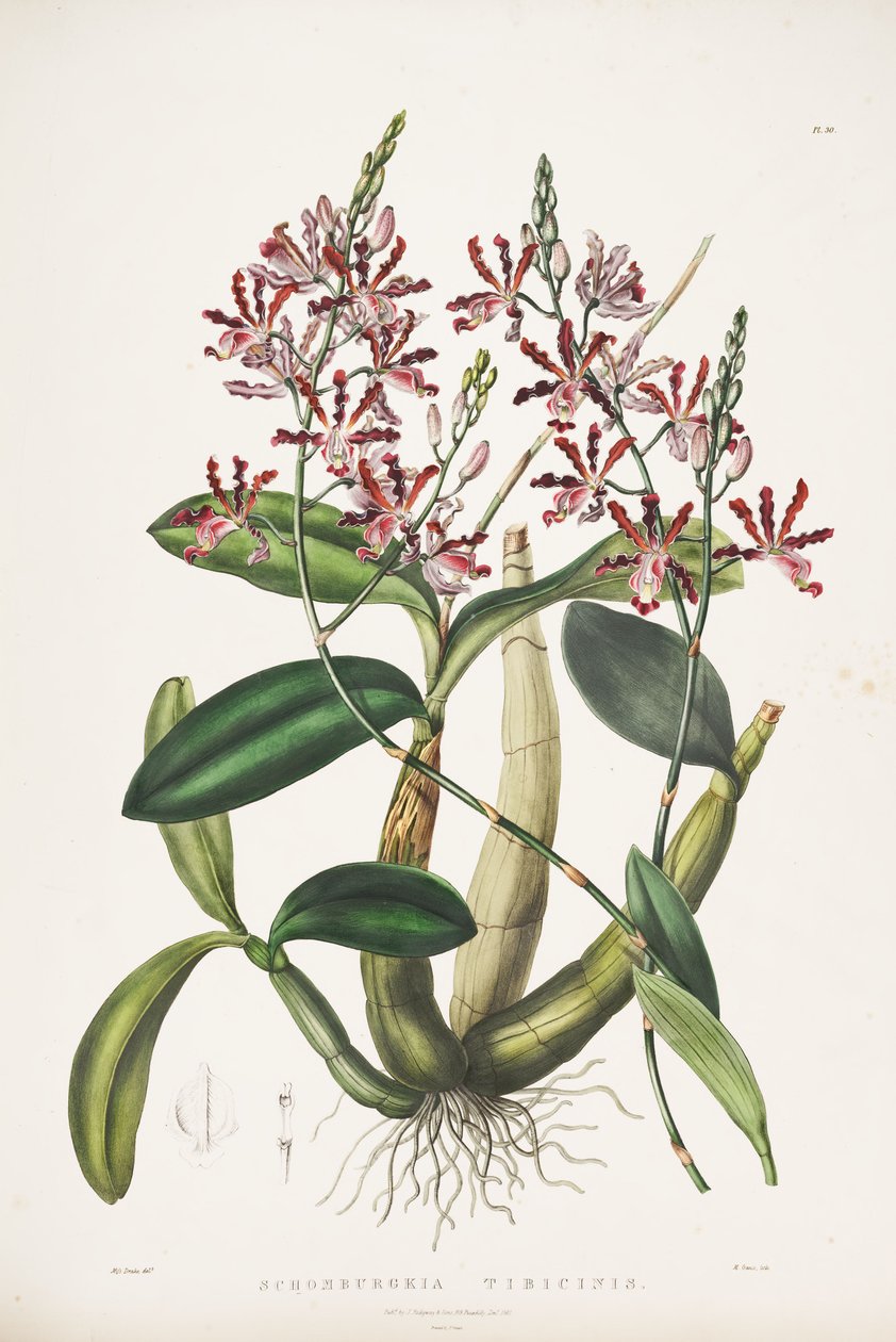Kuva Myrmecophila tibicinis syn. Schomburgkia tibicinis tekijältä James Bateman