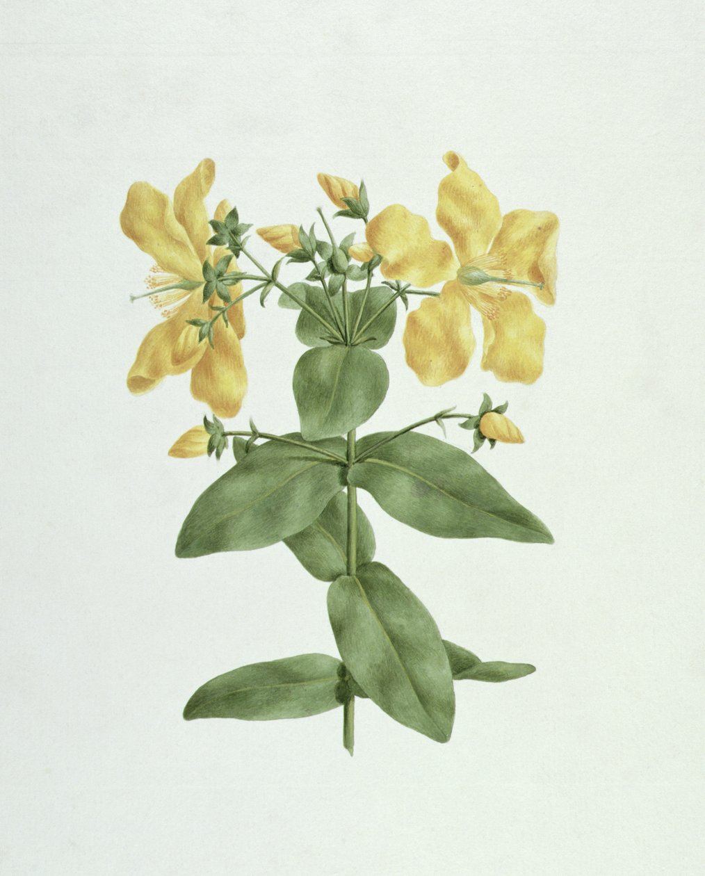 Feel-Fetch (Hypericum quartinianum) (wc grafiitin päällä paperilla) tekijältä James Bruce