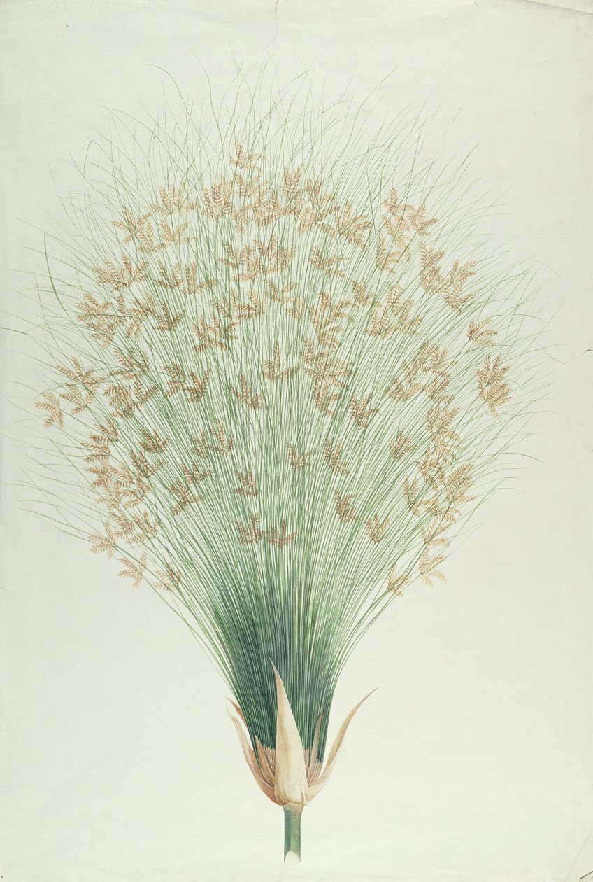 Papyrus (wc grafiitin päälle paperille) tekijältä James Bruce