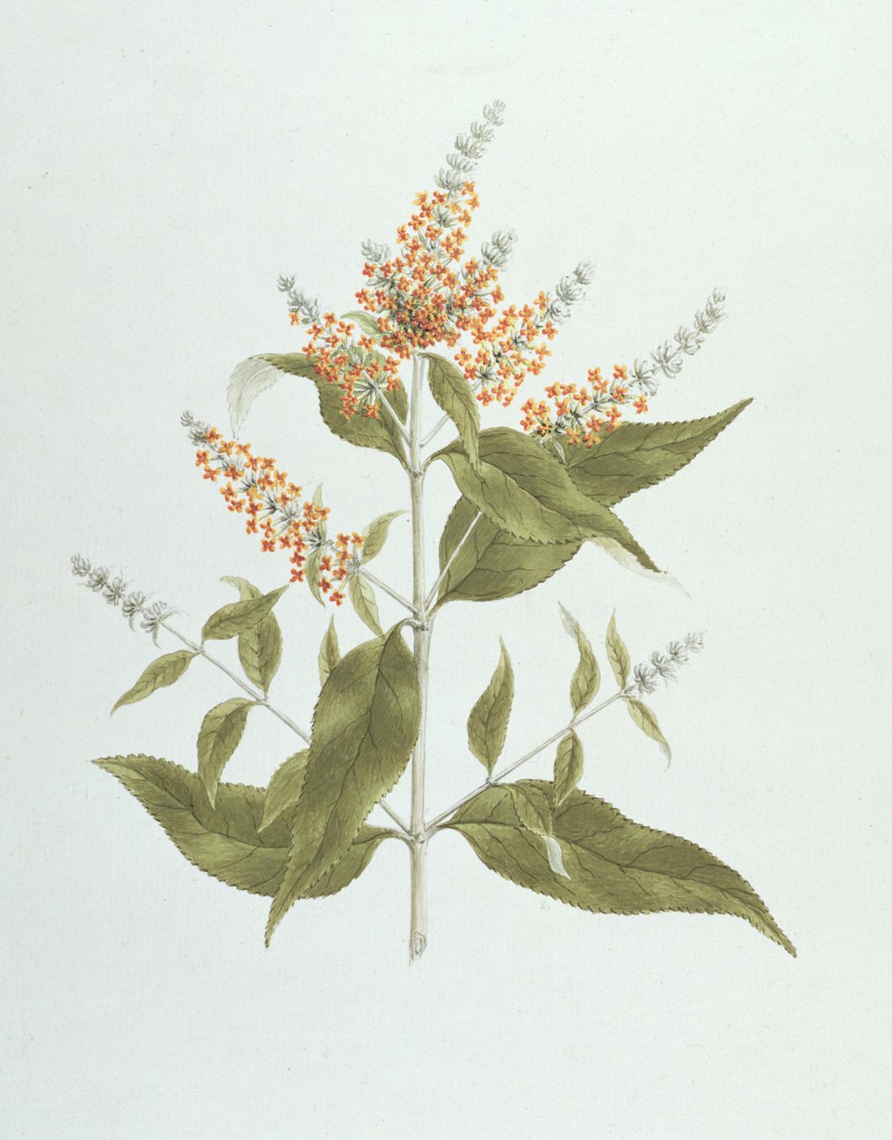 Umtar (Buddleia polystachya) (wc grafiitin päällä paperilla) tekijältä James Bruce