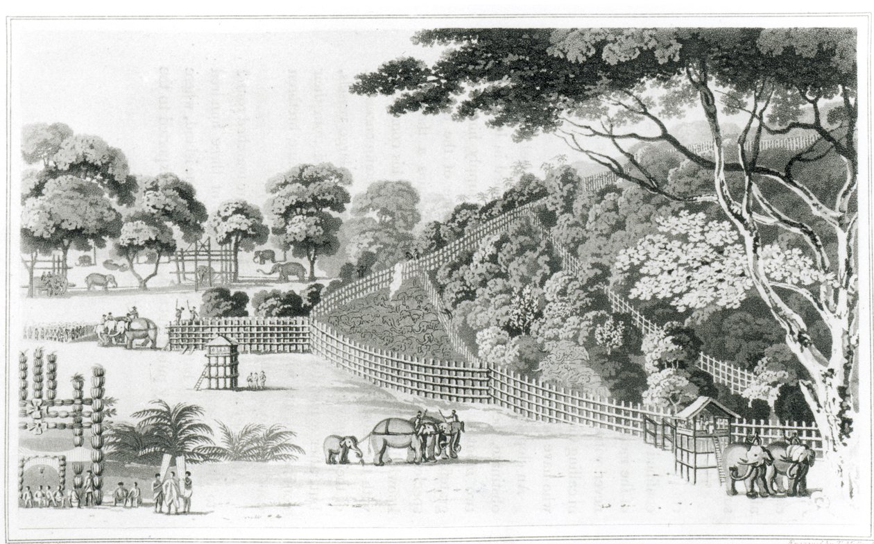 Kotawyn norsunpyydys, osa I James Cordinerin vuonna 1807 julkaisemasta "A Description of Ceylon" -teoksesta. tekijältä James Cordiner