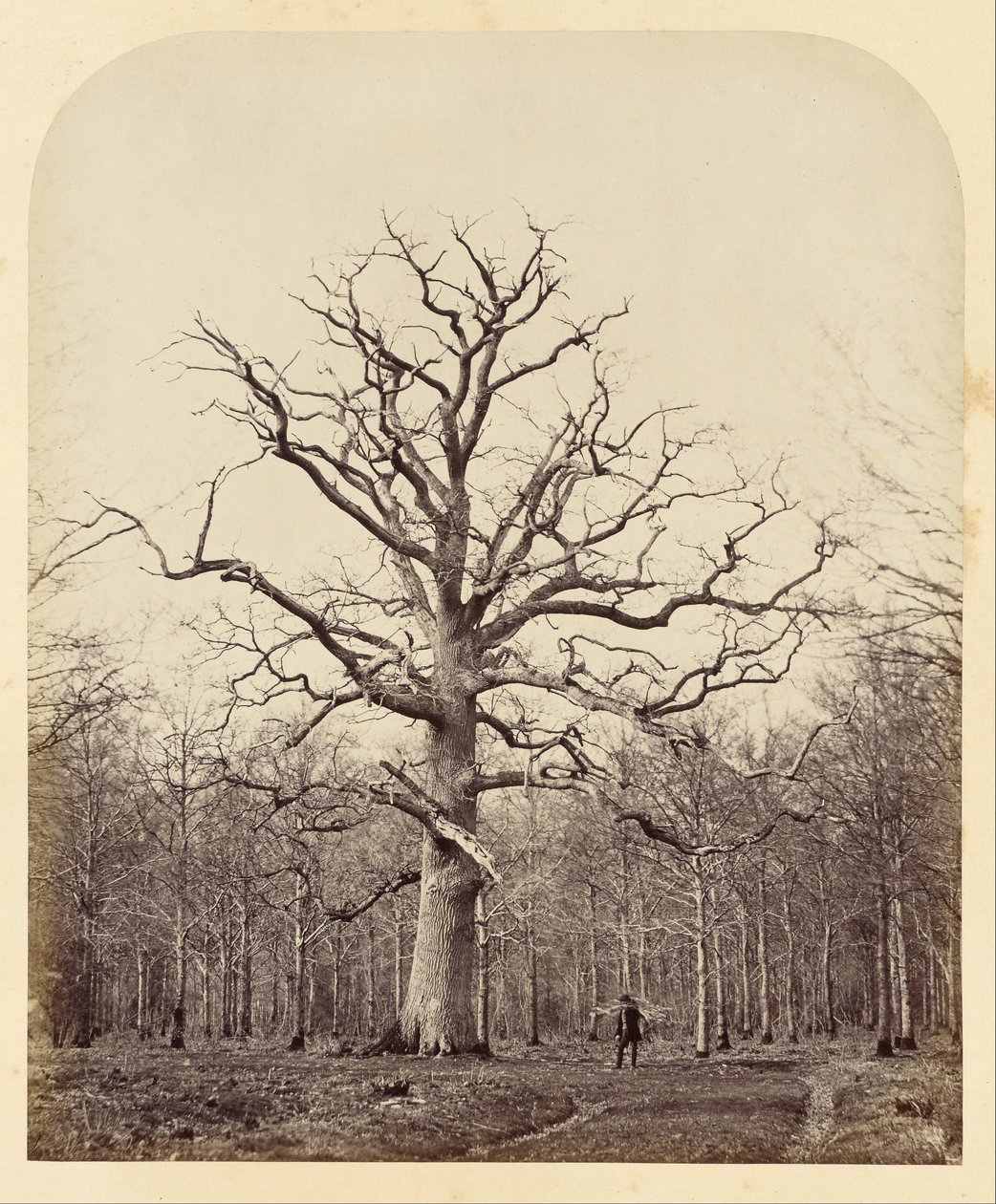 Kuningatar Annes Oak tekijältä James Sinclair