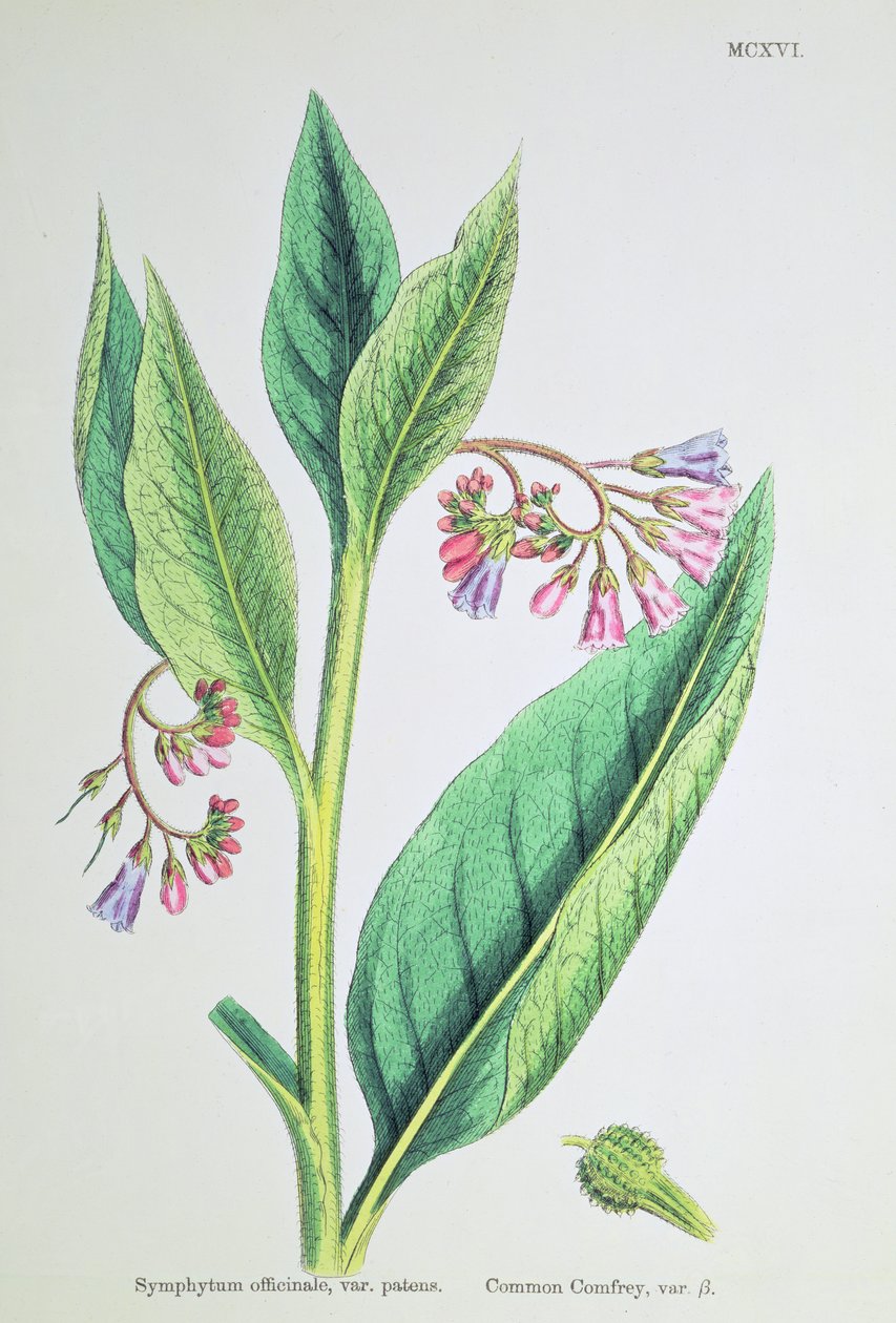Comfrey, levy MCXVI, n. 1800 tekijältä James Sowerby