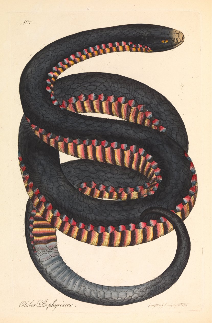 Crimson-sided Snake, Coluber porphyriacus tekijältä James Sowerby