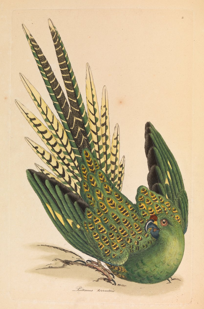 Jauhettu papukaija, Psittacus terrestris tekijältä James Sowerby