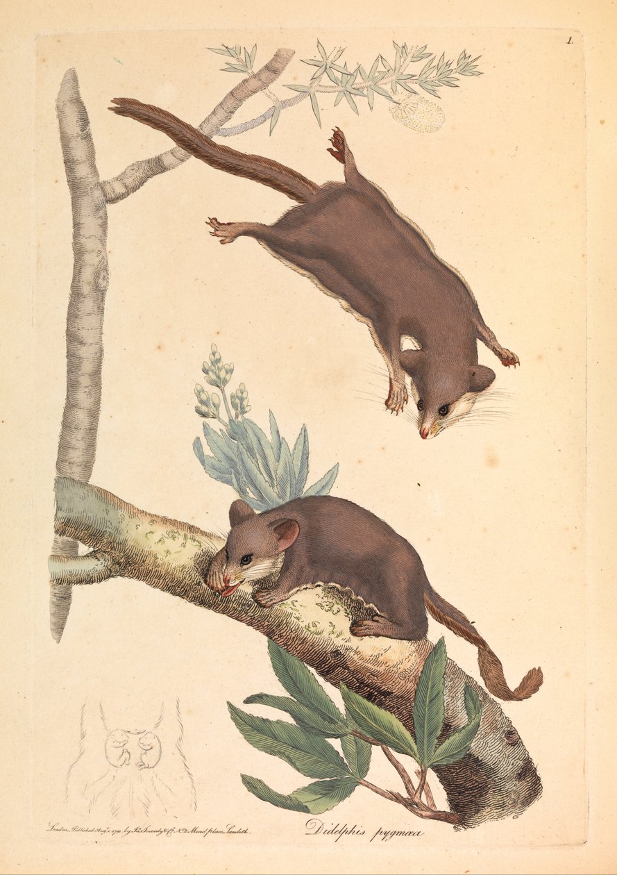 Pygmy Opossum, Didelphis pygmaeus tekijältä James Sowerby