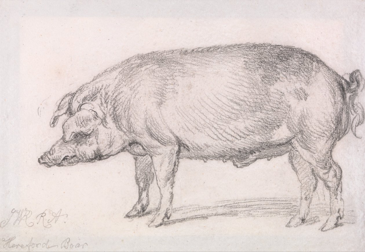 Hereford Boar tekijältä James Ward