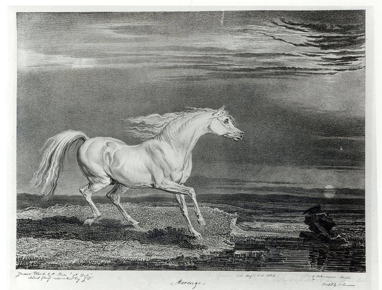 Marengo, taiteilijan kaiverrus, pubi. R. Ackermann, 1824 tekijältä James Ward