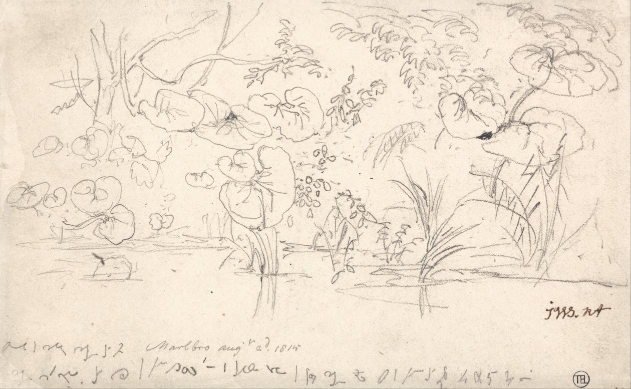 Kasvien tutkimukset, 2. elokuuta 1815 tekijältä James Ward