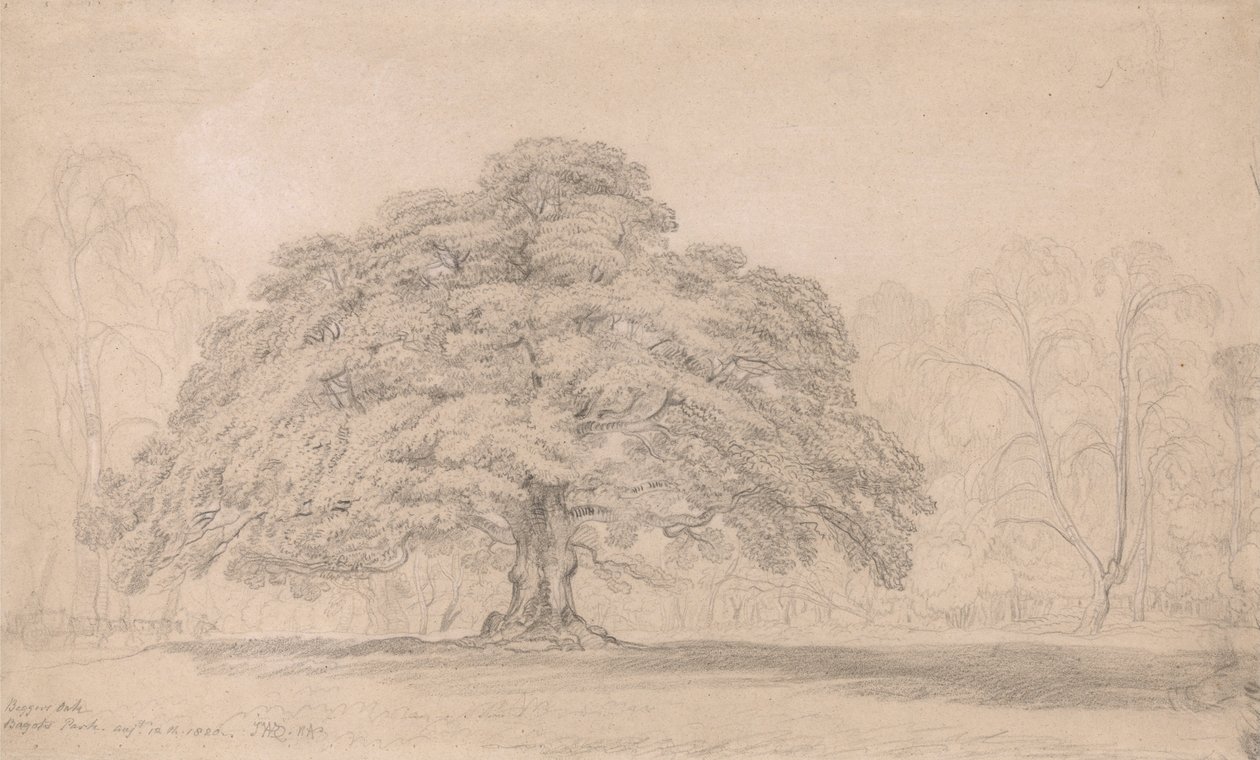 The Beggars Oak, Bagots Park, 12. elokuuta 1820 (Juhlittu ikivanha puu Lord Bagots Blithfielin... tekijältä James Ward