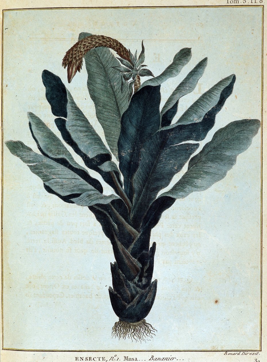 Banaani - "" Matka Nubiaan ja Abessiniaan sitoutui löytämään Niilin lähteitä vuosina 1768-1772", James Bruce, osa. 1, Pariisi tekijältä James Bruce