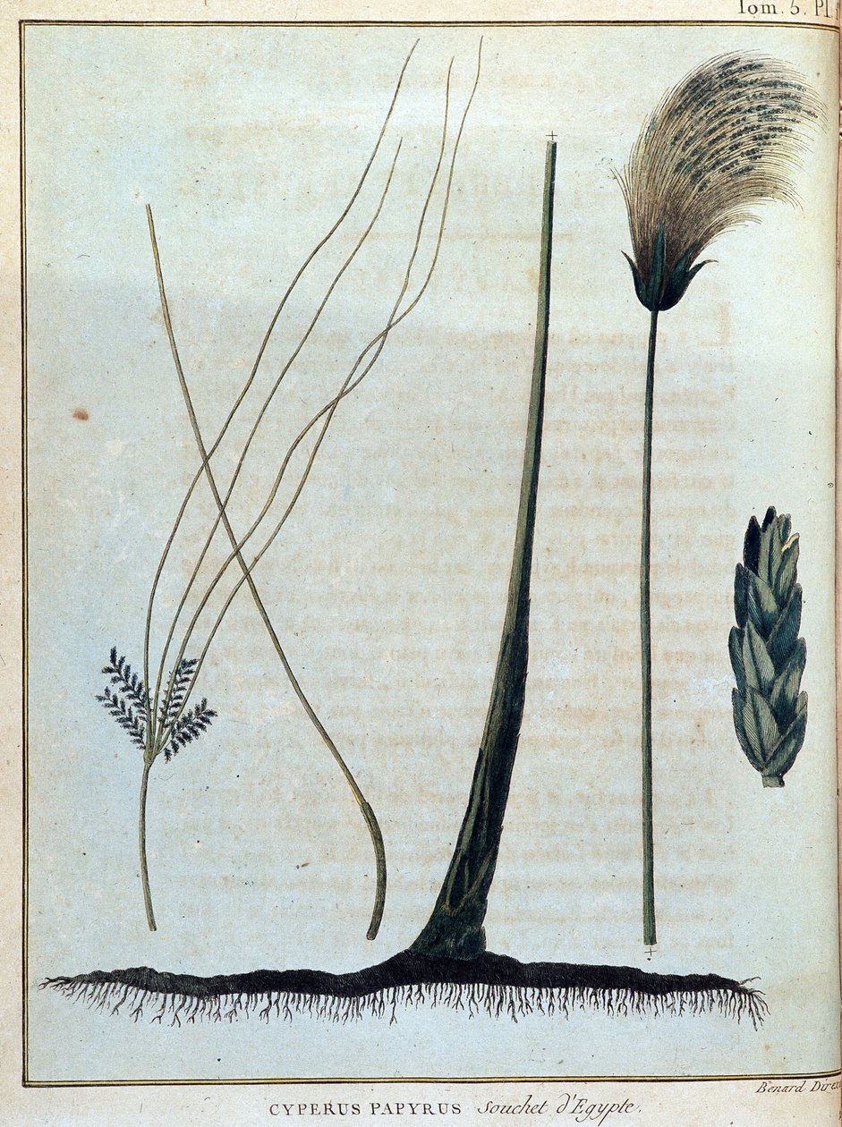 Cyperus papyrus, Egyptin kanta - "" Matka Nubiaan ja Abessiniaan ryhtyi löytämään Niilin lähteitä vuosina 1768-1772", James Bruce, voi. 1, Pariisi tekijältä James Bruce