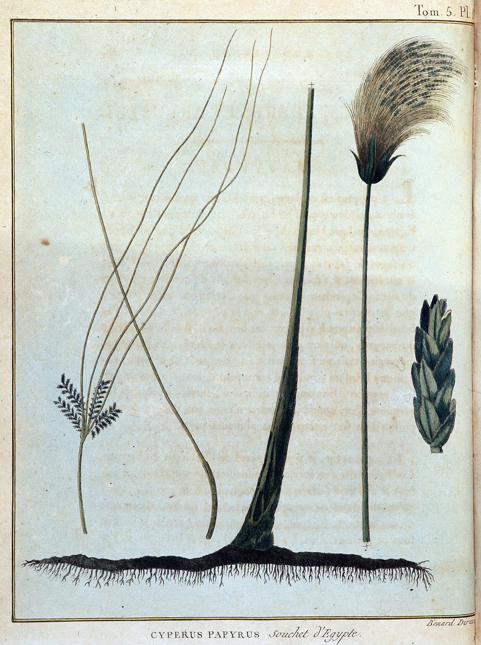 Cyperus papyrus, Egyptin kanta - "" Matka Nubiaan ja Abessiniaan ryhtyi löytämään Niilin lähteitä vuosina 1768-1772", James Bruce, voi. 1, Pariisi tekijältä James Bruce