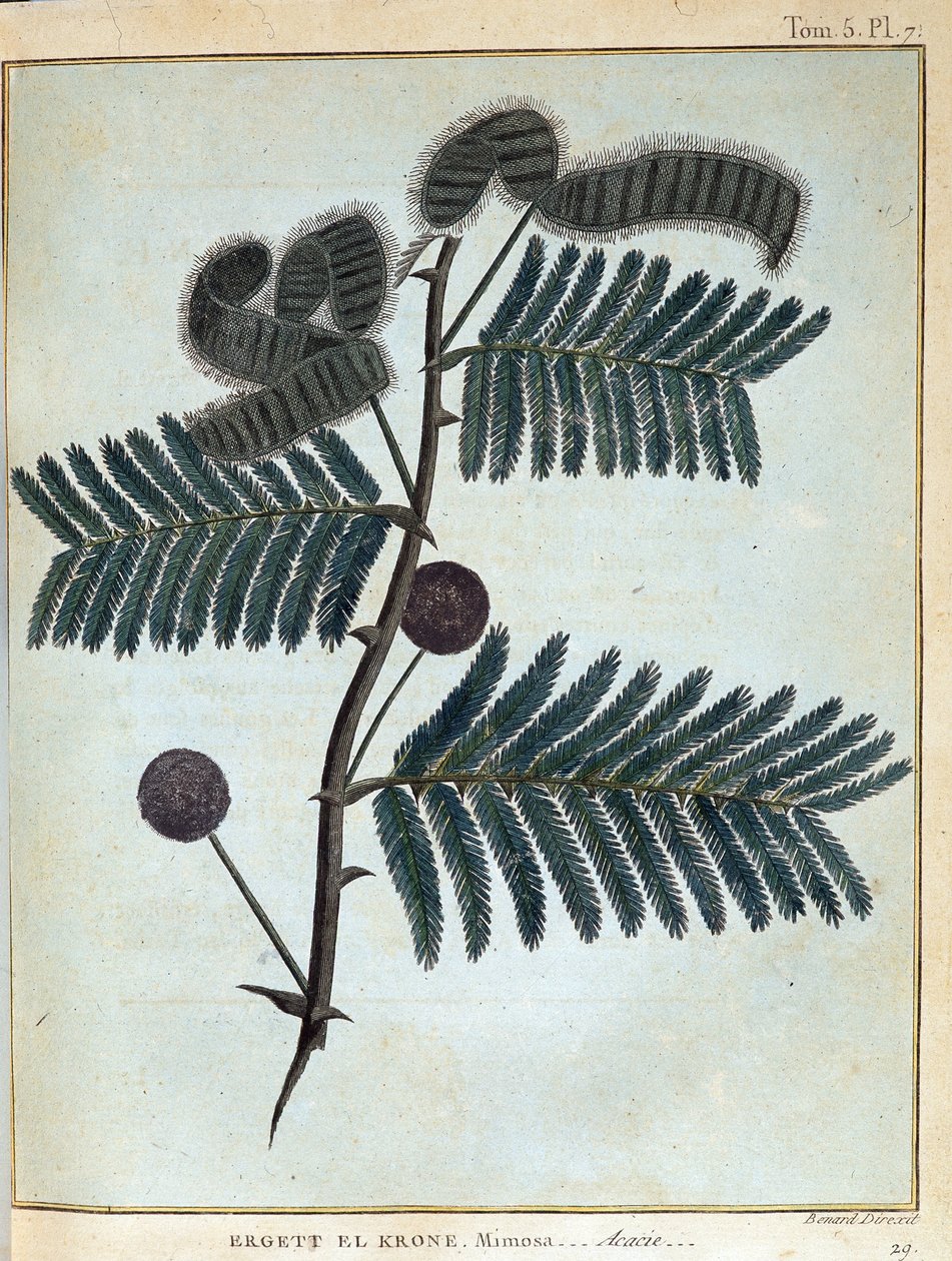 Ergett el Krone, mimosa - akaasia - "" Matka Nubiassa ja Abessiniassa sitoutui löytämään Niilin lähteitä vuosina 1768–1772”, James Bruce, voi. 1, Pariisi tekijältä James Bruce