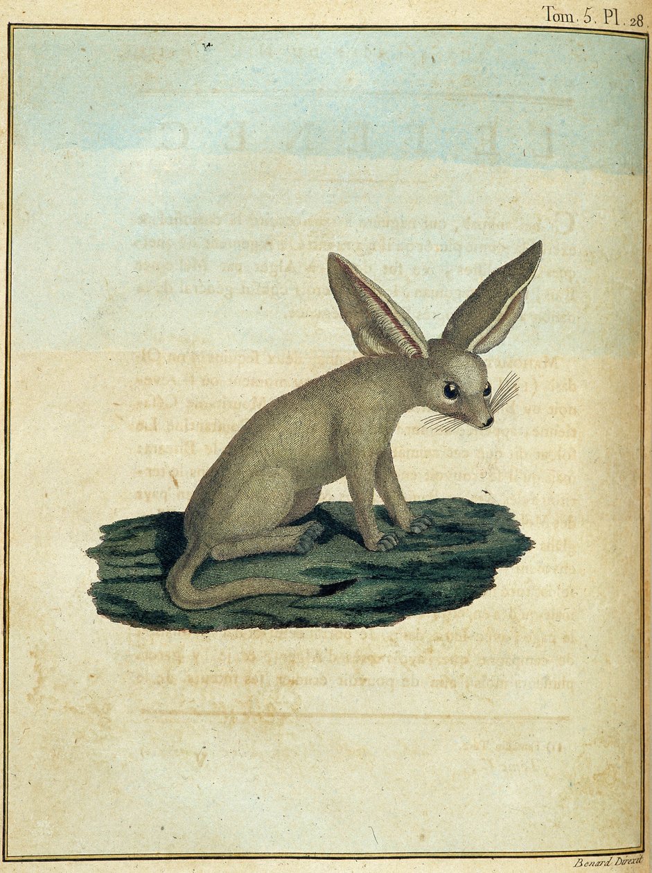 Fennec - "" Matka Nubiaan ja Abessiniaan sitoutui löytämään Niilin lähteitä vuosina 1768-1772", James Bruce, osa. 1, Pariisi tekijältä James Bruce
