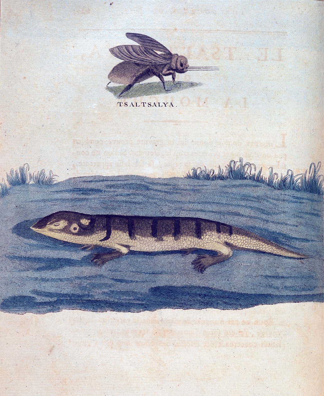 Fly and Lezard - "" Matka Nubiassa ja Abessiniassa, joka ryhtyi löytämään Niilin lähteitä vuosina 1768-1772", James Bruce, Pariisi tekijältä James Bruce