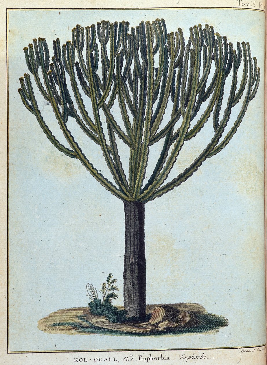 Kol-quall (Kol quall), euphorbia (kaktus) - "" Matka Nubiaan ja Abessiniaan sitoutui löytämään Niilin lähteitä vuosina 1768-1772", James Bruce, voi. 1, Pariisi tekijältä James Bruce