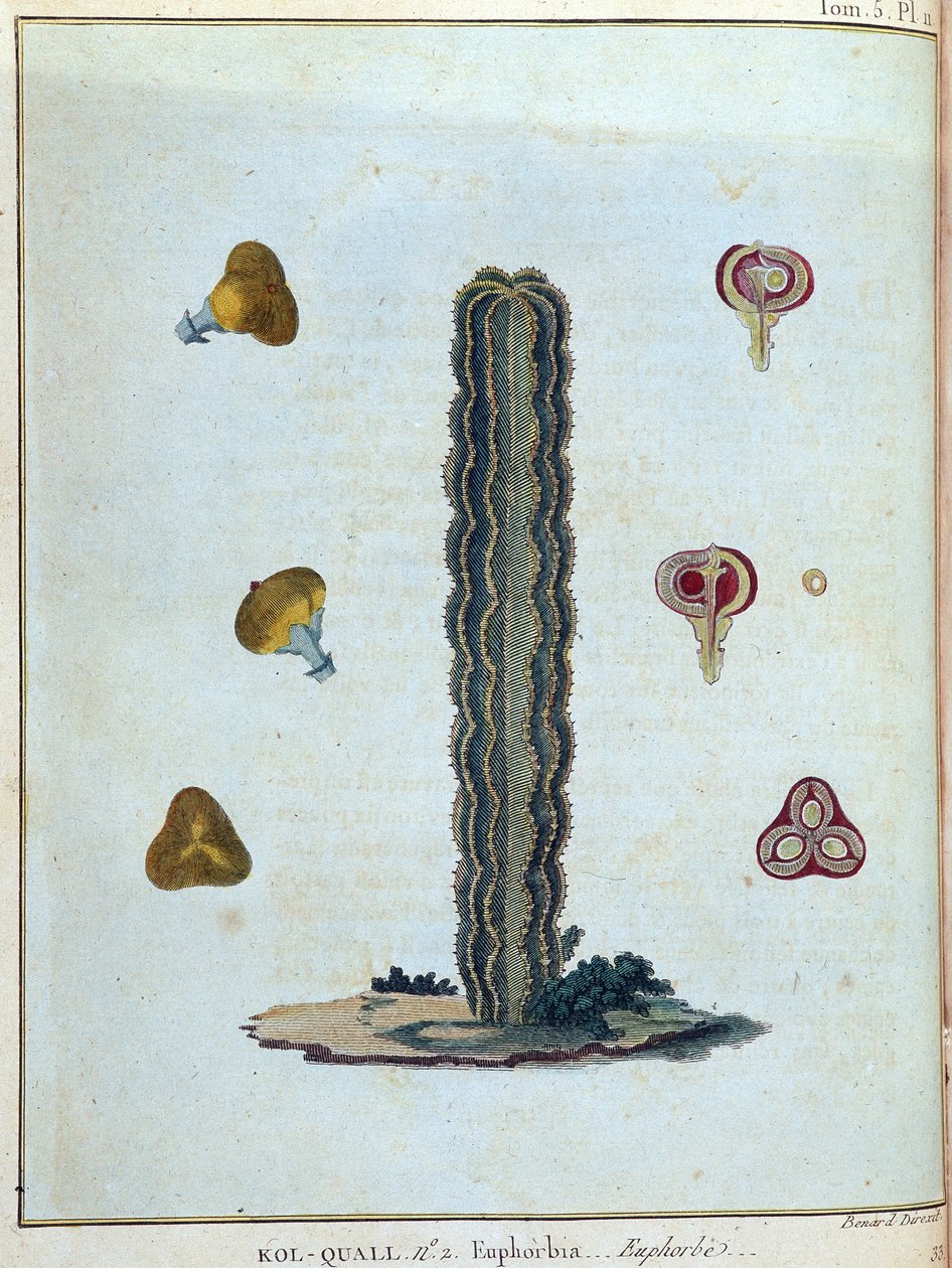 Kol-quall (Kol quall), euphorbia (kaktus) - "" Matka Nubiaan ja Abessiniaan sitoutui löytämään Niilin lähteitä vuosina 1768-1772", kirjoittanut James Bruce, voi. 1, Pariisi tekijältä James Bruce