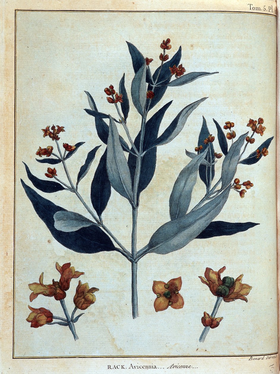Rack, avicenne - "" Matka Nubiassa ja Abessiniassa sitoutui löytämään Niilin lähteitä vuosina 1768-1772", James Bruce, voi. 1, Pariisi tekijältä James Bruce