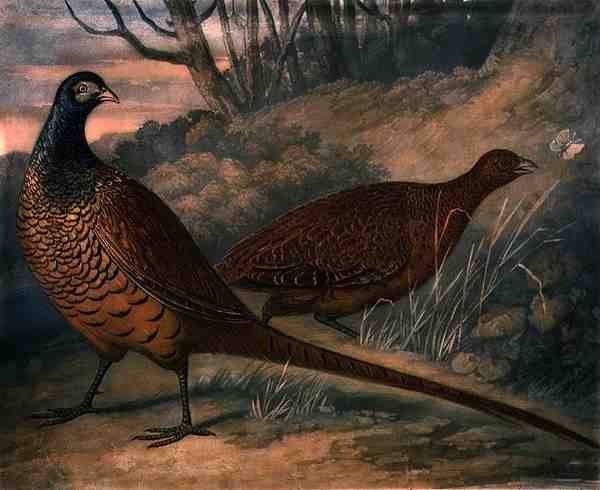 Fasaanit, levy 2 teoksessa British Feather Game, kaivertaja Charles Turner (1773-1857), julkaisija R. Ackermann, n. 1810 (kaiverrus). tekijältä James (after) Barenger