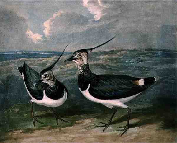 Plovers, British Feather Gamen levy 9, kaiverrus Charles Turner (1773-1857), pub. kirjoittanut R. Ackermann, n. 1810 (mezzotint-kaiverrus) tekijältä James (after) Barenger