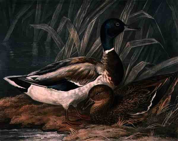 Wild Ducks, British Feather Gamen levy 5, kaiverrus Charles Turner (1773-1857), pub. kirjoittanut R. Ackermann, n. 1810 (mezzotint-kaiverrus) tekijältä James (after) Barenger
