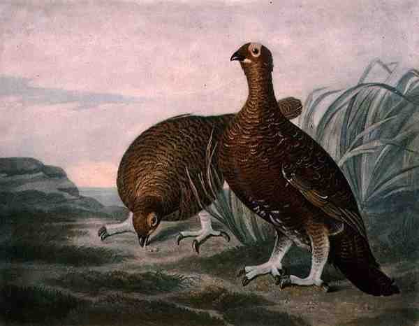 Red Grouse, British Feather Gamen levy 8, kaiverrus Charles Turner (1773-1857), pub. kirjoittanut R. Ackermann, n. 1810 (mezzotint-kaiverrus) tekijältä James (after) Sillett