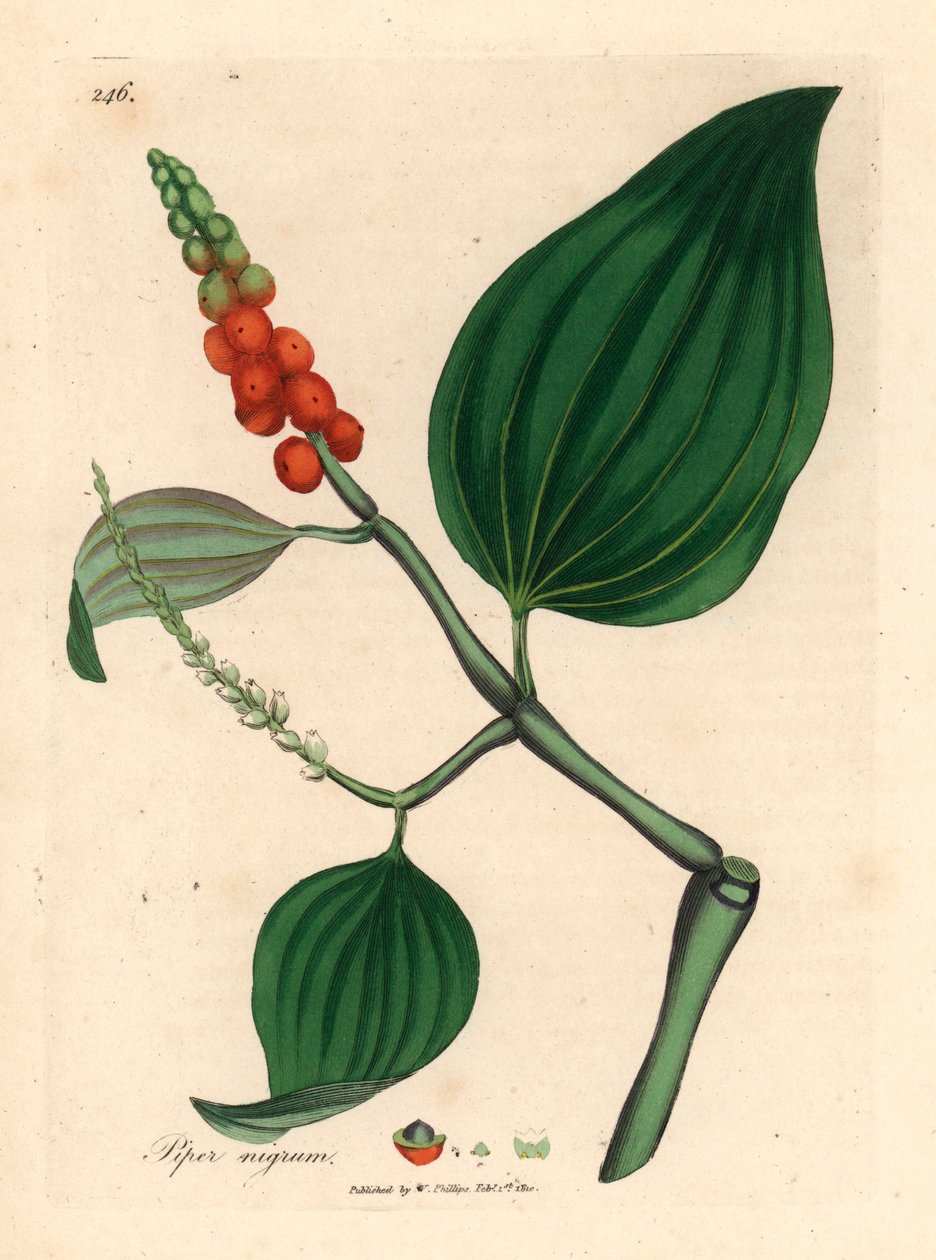 Mustapippuria, Piper nigrum, William Woodvillen James Sowerbyn kasvitieteellisestä kuvituksesta ja Sir William Jackson Hookerin "Medical Botany" 1832 (käsinvärinen kuparikaiverrus) tekijältä James (after) Sowerby