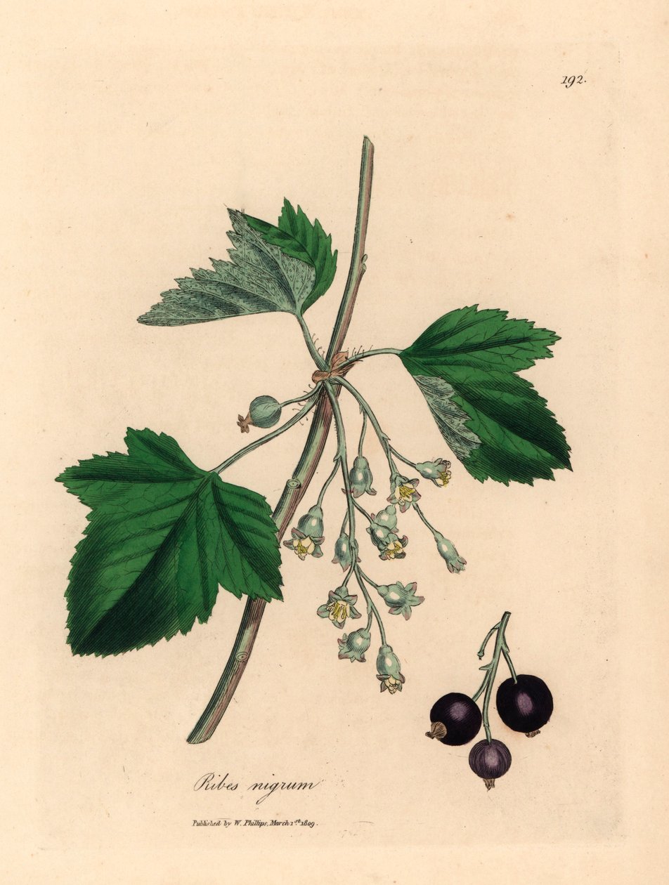 Mustaherukkapuu, Ribes nigrum, William Woodvillen James Sowerbyn kasvitieteellisestä kuvituksesta ja Sir William Jackson Hookerin "Medical Botany" 1832 (käsinvärinen kuparikaiverrus) tekijältä James (after) Sowerby