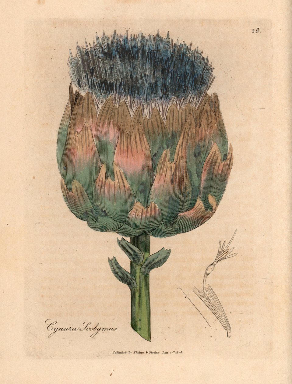 Sininen ja violetti kukkainen artisokka, Cynara scolymus, James Sowerbyn kasvitieteellisestä kuvituksesta William Woodvillesta ja Sir William Jackson Hookerin "Medical Botany" 1832 (käsinvärinen kuparikaiverrus) tekijältä James (after) Sowerby