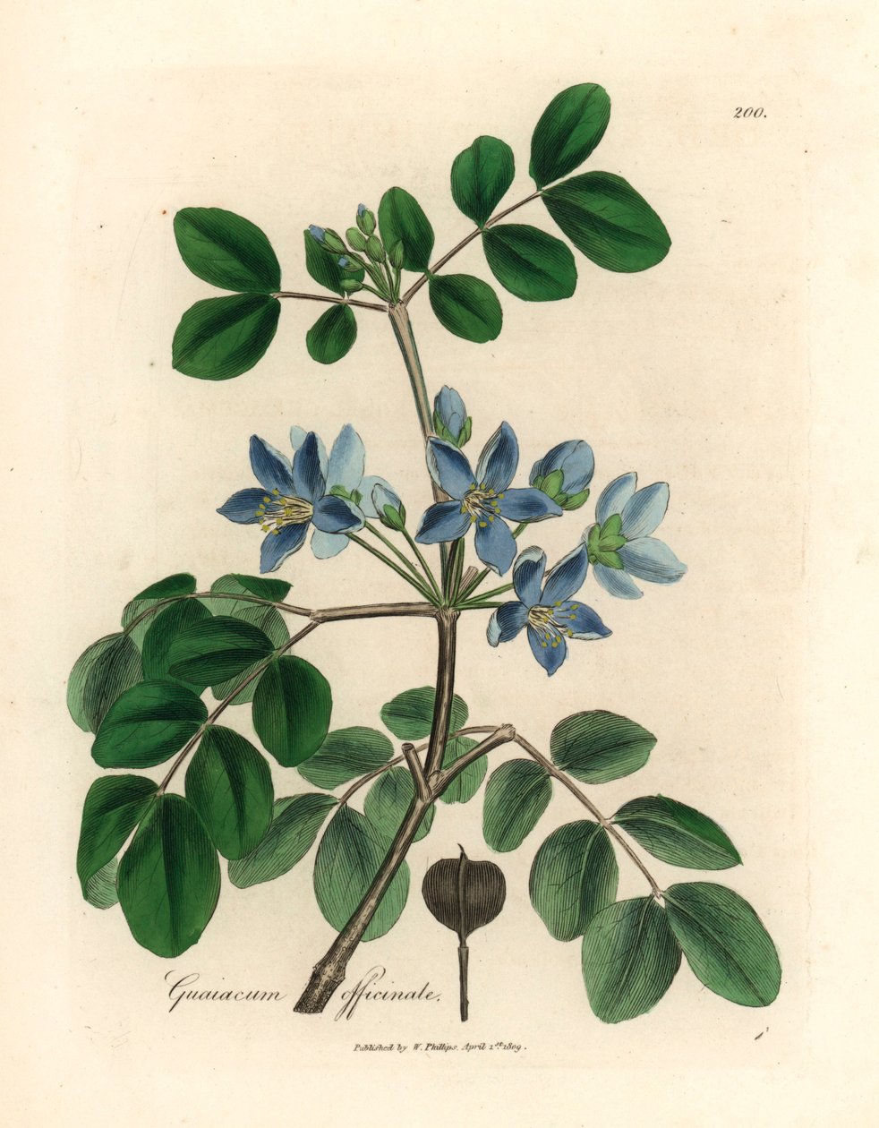 Sinikukkainen Guaiacum officinale, William Woodvillen James Sowerbyn kasvitieteellisestä kuvituksesta ja Sir William Jackson Hookerin "Medical Botany" 1832 (käsinvärinen kuparikaiverrus) tekijältä James (after) Sowerby