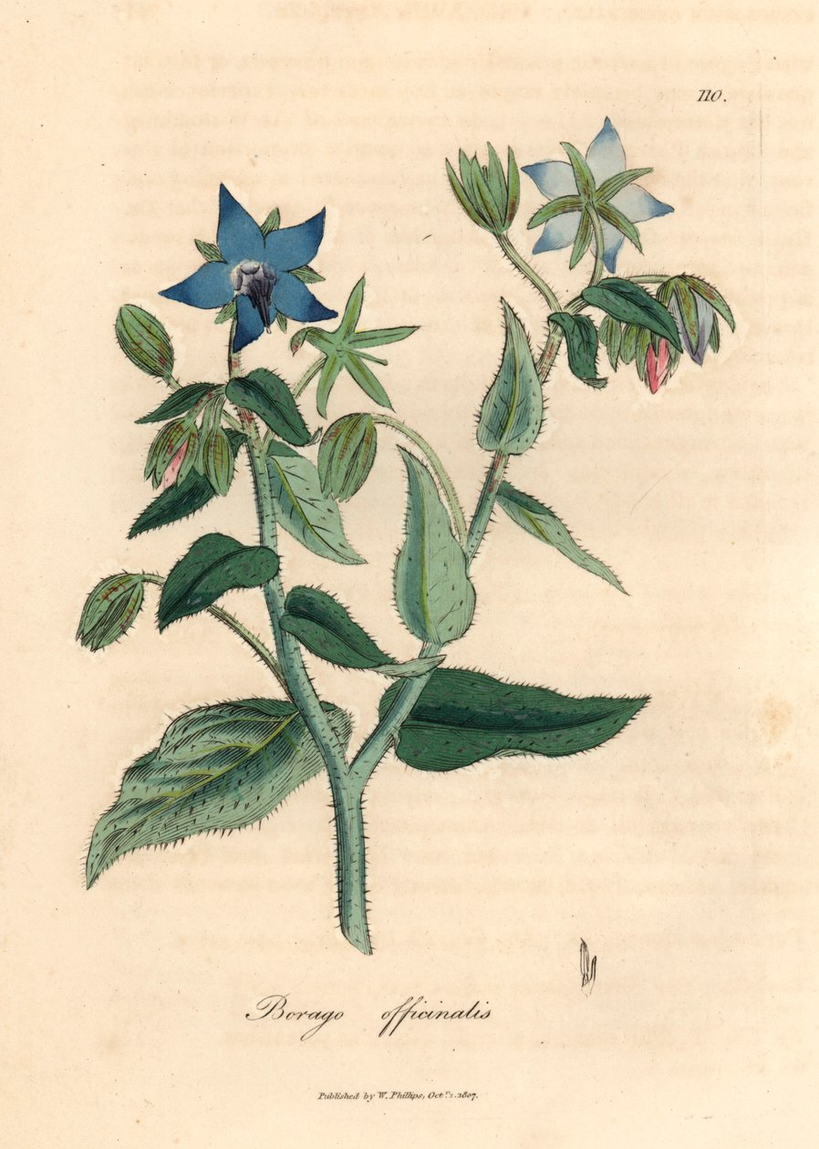 Sinikukkainen purasruoho, Borago officinalis, James Sowerbyn kasvitieteellisestä kuvituksesta William Woodvillestä ja Sir William Jackson Hookerin "Medical Botany" 1832 (käsinvärinen kuparikaiverrus) tekijältä James (after) Sowerby