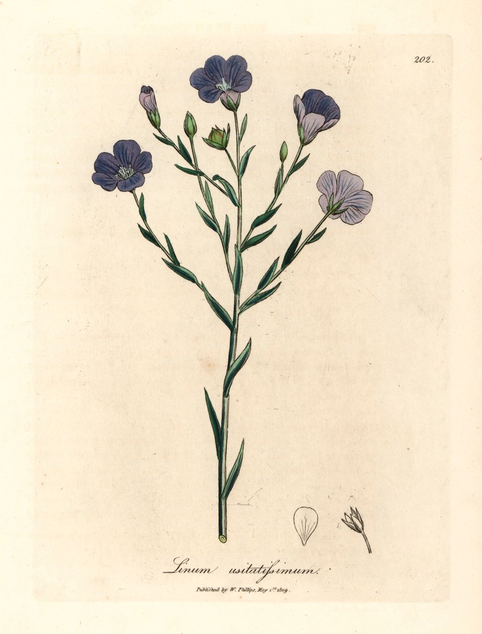 Sinikukkainen pellava, Linum usitatissimum, James Sowerbyn kasvitieteellisestä kuvituksesta William Woodvillestä ja Sir William Jackson Hookerin "Medical Botany" 1832 (käsinvärinen kuparikaiverrus) tekijältä James (after) Sowerby