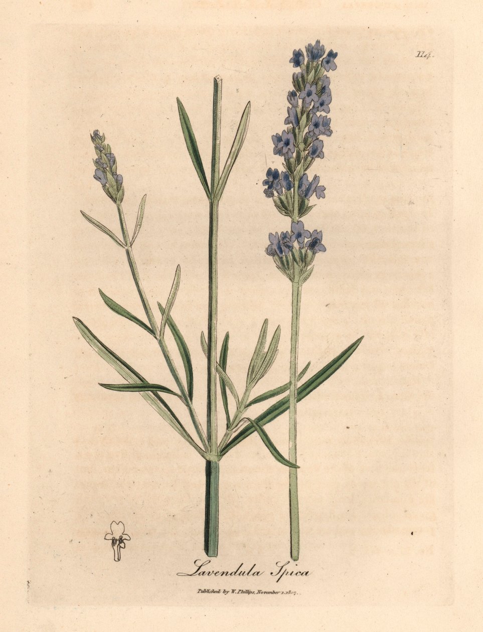 Sinikukkainen laventeli, Lavandula spica, William Woodvillen James Sowerbyn kasvitieteellisestä kuvituksesta ja Sir William Jackson Hookerin "Medical Botany" 1832 (käsinvärinen kuparikaiverrus) tekijältä James (after) Sowerby