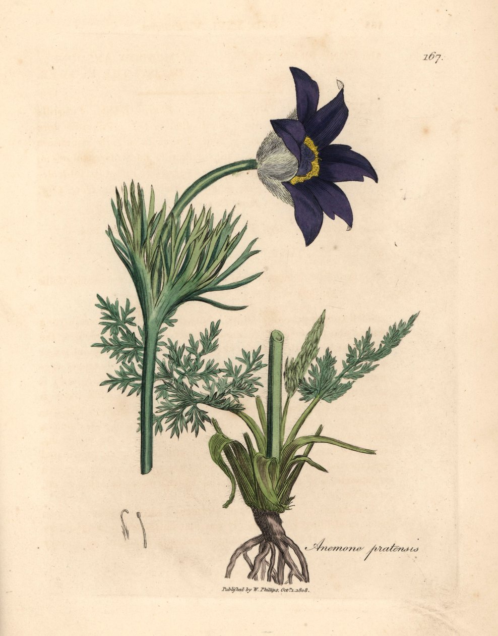 Sinikukkainen niittyvuokko eli Anemone pratensis, William Woodvillen James Sowerbyn kasvitieteellisestä kuvituksesta ja Sir William Jackson Hookerin "Medical Botany" 1832 (käsinvärinen kuparilevykaiverrus) tekijältä James (after) Sowerby