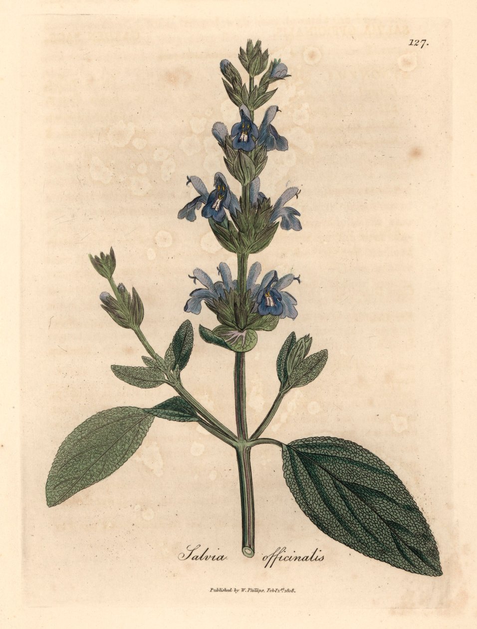 Sinikukkainen salvia, Salvia officinalis, James Sowerbyn kasvitieteellisestä kuvituksesta William Woodvillestä ja Sir William Jackson Hookerin "Medical Botany" 1832 (käsinvärinen kuparikaiverrus) tekijältä James (after) Sowerby