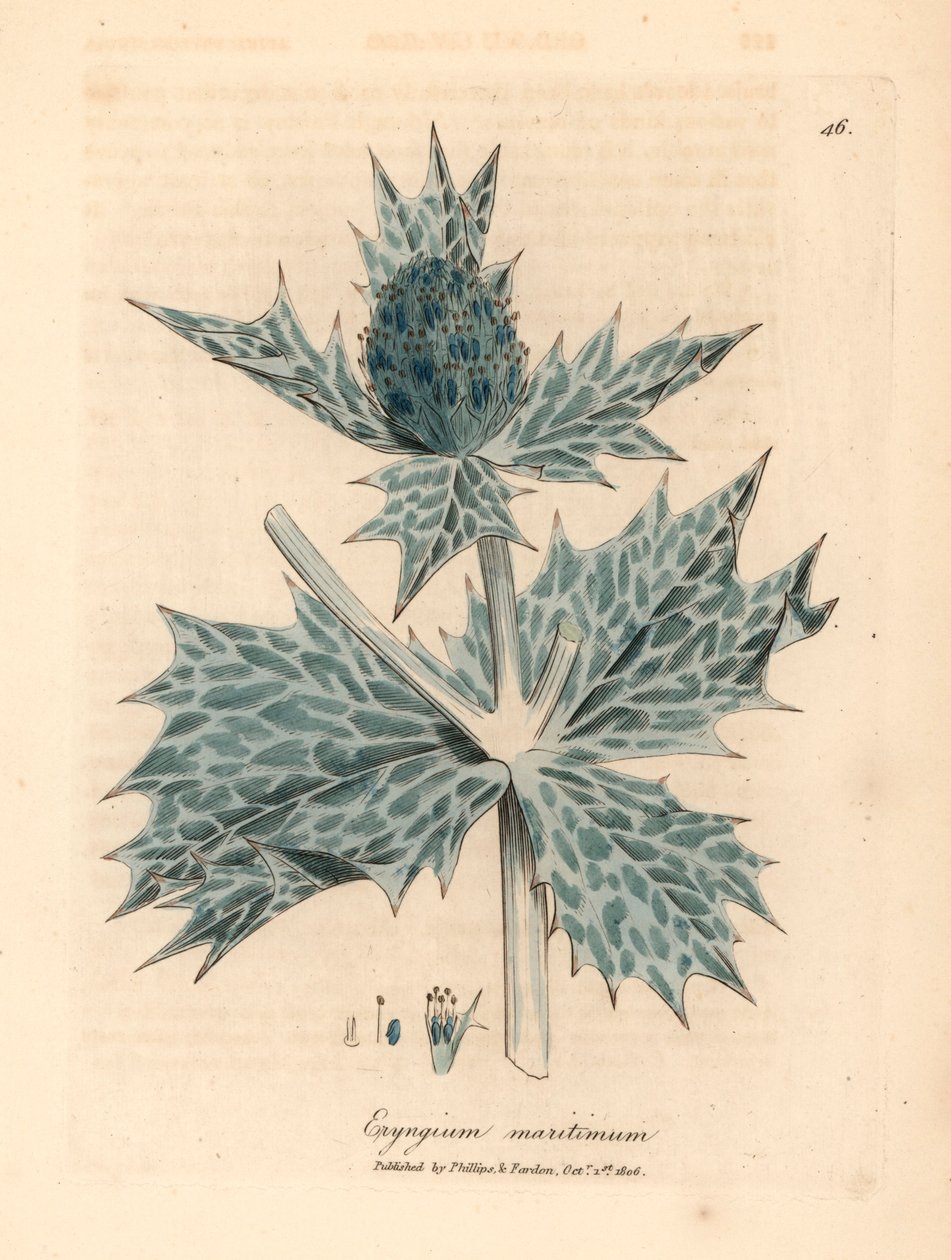 Sinikukkainen meriholly tai eryngo, Eryngium maritinum, William Woodvillen James Sowerbyn kasvitieteellisestä kuvituksesta ja Sir William Jackson Hookerin "Medical Botany" 1832 (käsinvärinen kuparikaiverrus) tekijältä James (after) Sowerby