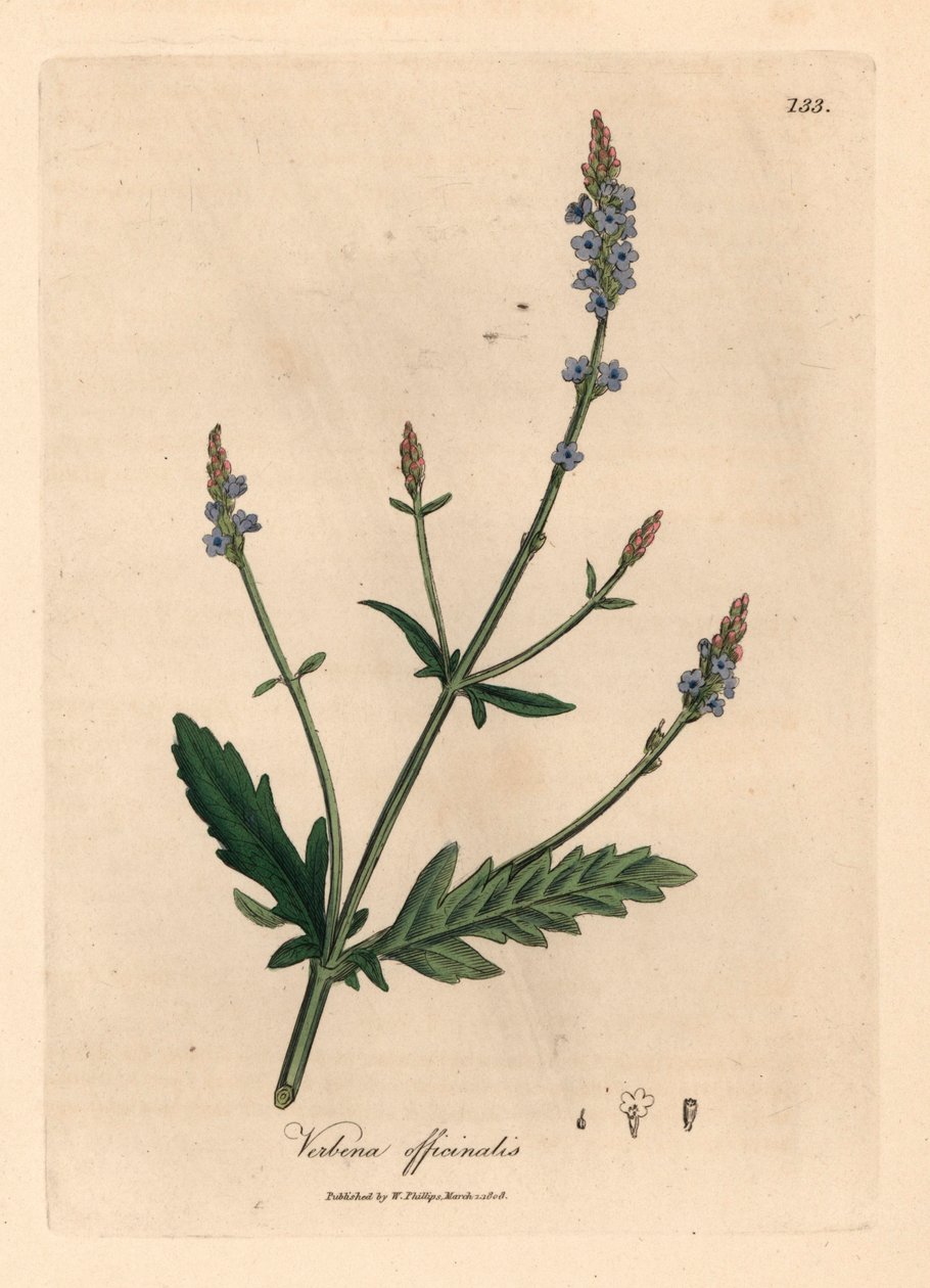 Sinikukkainen vervain, Verbena officinalis, James Sowerbyn kasvitieteellisestä kuvituksesta William Woodvillestä ja Sir William Jackson Hookerin teoksesta "Medical Botany" 1832 (käsinvärinen kuparikaiverrus) tekijältä James (after) Sowerby