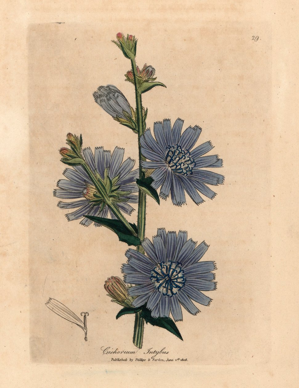 Sinikukkainen villisukkari tai sikuri, Cichorium intybus, James Sowerbyn kasvitieteellisestä kuvituksesta William Woodvillesta ja Sir William Jackson Hookerin "Medical Botany" 1832 (käsinvärinen kuparikaiverrus) tekijältä James (after) Sowerby
